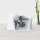 Search for peregrine cards Falcon