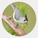 Search for ditto stickers Bird