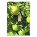 Search for kitchen garden posters Tomato
