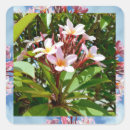 Search for frangipanis stickers Flower