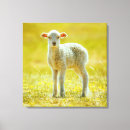 Search for young animal canvas prints Sheep