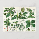 Search for belladonna postcards Deadly nightshade