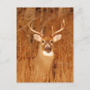 Search for mule deer postcards Animal