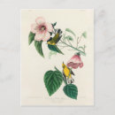 Search for birds of america postcards John james audubon