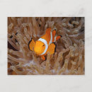 Search for oceanlife postcards Photography