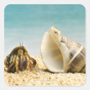 Search for hermit crab stickers Animal