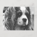 Search for charles spaniel postcards Puppies