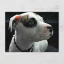 Search for pit postcards Apbt