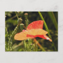 Search for ecologic postcards Beautiful