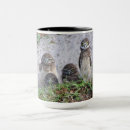 Search for burrowing owl mugs Birds