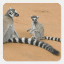 Search for lemur square stickers Endangered