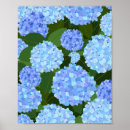 Search for hydrangea posters Flowers