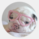 Search for dog in glasses stickers French bulldog