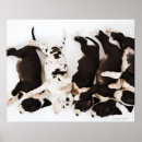 Search for harlequin great dane art Animals