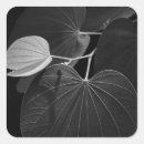 Search for vein stickers Plant