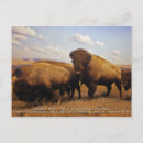 Search for mammal postcards Bison