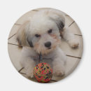 Search for coton de tulear gifts Canine