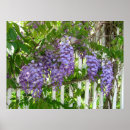 Search for wisteria flowers posters Lavender