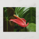 Search for calla horizontal postcards Nature