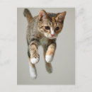 Search for one shot postcards Cute