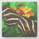 Search for black and white stripes coasters Colourful