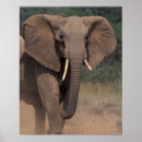 Search for herbivorous posters Environment