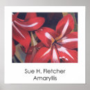 Search for spring bulbs posters Flowers