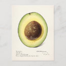 Search for avocado postcards Vintage