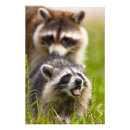Search for raccoons posters Masked