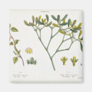 Search for mistletoe magnets Botanical