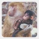 Search for baboons stickers Outdoors