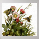Search for buzzing posters Garden