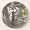 Search for belly coasters Wildlife