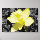 Search for white daffodil art Photography
