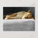 Search for lioness postcards Zoo