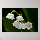 Search for lily of the valley art Flowers