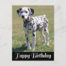 Search for dalmation cards Dalmatian