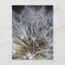 Search for dandelion plant postcards Summer