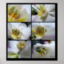 Search for phalaenopsis posters White