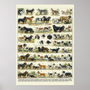 Search for dog breed posters Chart
