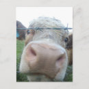 Search for subject postcards Cute