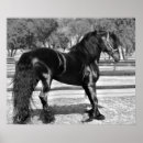 Search for black stallion horse posters Horses