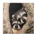 Search for raccoon tiles Wild animals