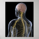 Search for organ system posters Illustration