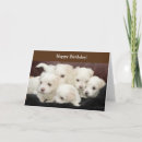 Search for maltese birthday cards Puppies