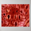 Search for false colour posters Botany