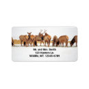Search for deer antlers return address labels Hunter