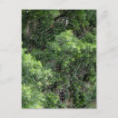 Search for spider postcards Water