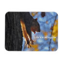 Search for stretching magnets Squirrel