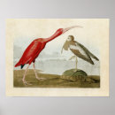 Search for scarlet ibis posters Illustration